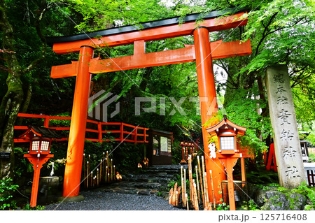 新緑の京都貴船神社　七夕笹飾りライトアップ　参道の赤い鳥居　京都観光スポット 125716408