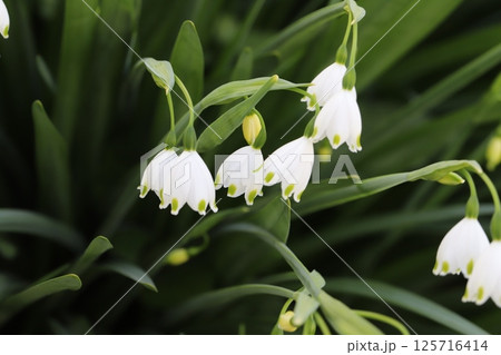 春の庭に咲く白い釣鐘状の花びらの先端に緑色の斑点のあるスノーフレークの花 125716414