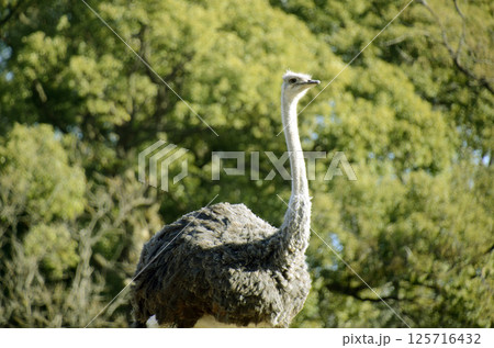 ダチョウ 125716432
