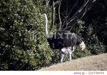 ダチョウ 125716435