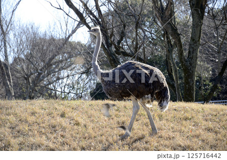 ダチョウ 125716442