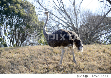 ダチョウ 125716444