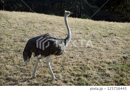 ダチョウ 125716445