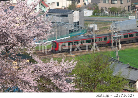 満開の桜に見守られながら駆け抜けるしなの鉄道SR1系電車_2025/4/19撮 125716527
