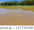GW明けの田んぼの風景 125716580