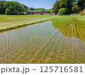 GW明けの田んぼの風景 125716581