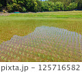 GW明けの田んぼの風景 125716582