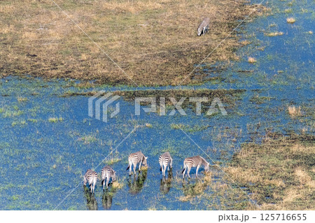 Aerial shot of Zebras grazing in the Okavango Delta 125716655