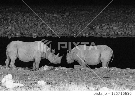 Two black rhinos near a water hole Two black rhinos near a water hole 125716656