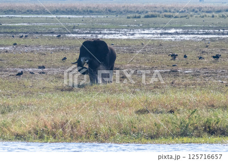 African Elephant in Chobe National Park African Elephant in Chobe National Park 125716657