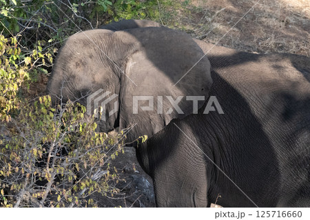 African Elephant in Chobe National Park African Elephant in Chobe National Park 125716660