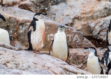 Chinstrap Penguins in the snow 125716667