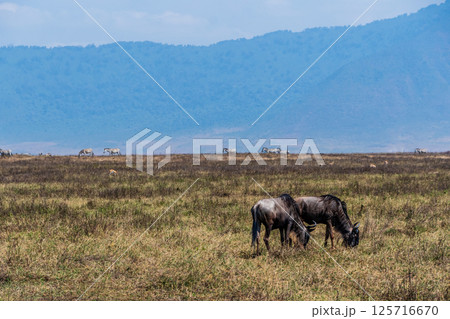 Wildebeest in the Ngorogoro Crater 125716670