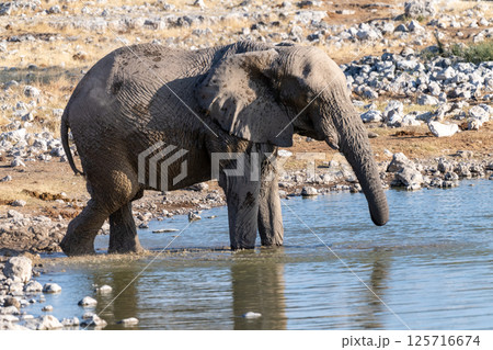 African Elephant in Etosha African Elephant in Etosha 125716674