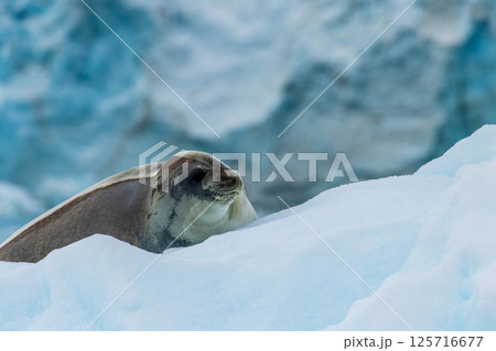 Close-up of a Weddell seal Close-up of a Weddell seal 125716677