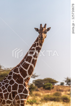 Reticulated Giraffe in the Samburu National Reserve 125716678