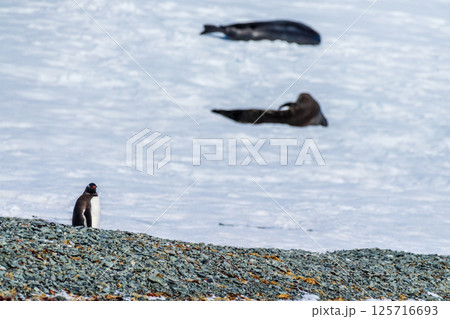 Gentoo Penguin Colony at Sierra Cove 125716693