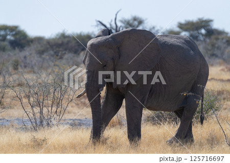 An African Elephant grazing in Etosha 125716697