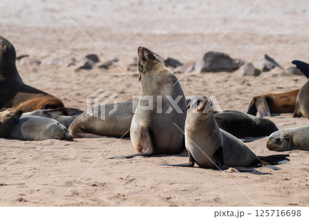 Cape Cross seal colony 125716698