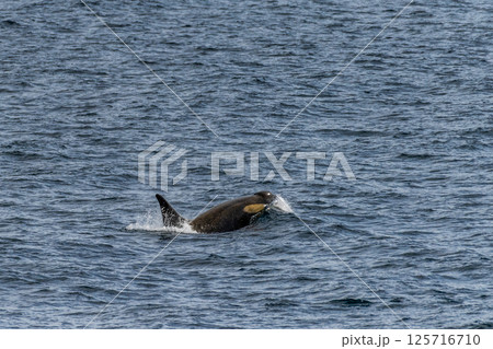 Killer whales in the Antarctic 125716710