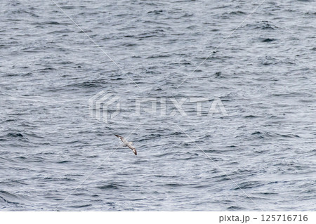 A southern fulmar flying over antarctic waters 125716716
