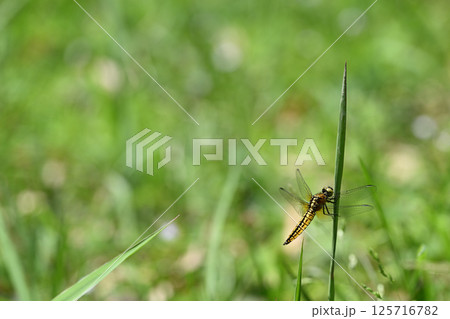 ハラビロトンボ（腹広蜻蛉）の未熟なオス 125716782