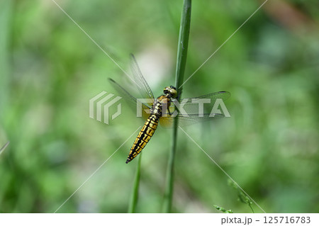 ハラビロトンボ（腹広蜻蛉）の未熟なオス 125716783