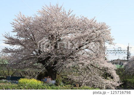 春の公園に咲くピンク色のソメイヨシノの桜の花 春の公園に咲くピンク色のソメイヨシノの桜の花 125716798