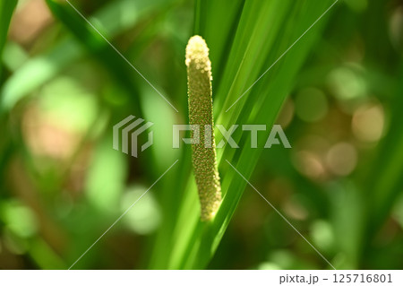 ショウブ（菖蒲）の花 125716801