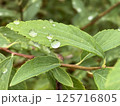 雨上がりの葉と水滴02 / Leaf with Raindrops After Rain 02 125716805