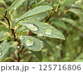 雨上がりの葉と水滴03 / Leaf with Raindrops After Rain 03 125716806