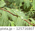 雨上がりの葉と水滴03 / Leaf with Raindrops After Rain 03 125716807