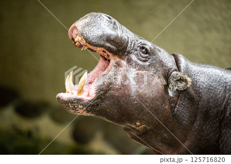 愛らしいコビトカバのアップ 愛らしいコビトカバのアップ 125716820