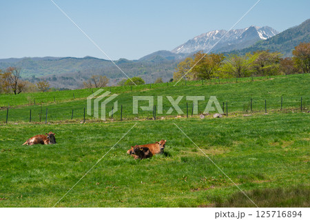 蒜山高原から眺める春の放牧イメージ【岡山県真庭市】 125716894