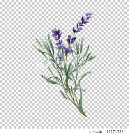 Lavender bouquet watercolor illustration with violet flowers and green leaves.Hand drawn wild field elements clipart for cosmetics, medicine product packing,poster, logo design 125717234