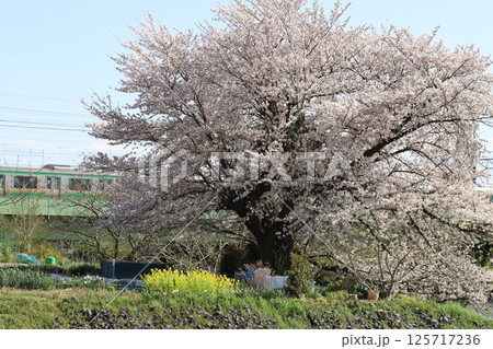 春の公園に咲くピンク色のソメイヨシノの桜と後方の鉄橋を走行する上野東京ラインの通勤電車の風景 春の公園に咲くピンク色のソメイヨシノの桜と後方の鉄橋を走行する上野東京ラインの通勤電車の風景 125717236