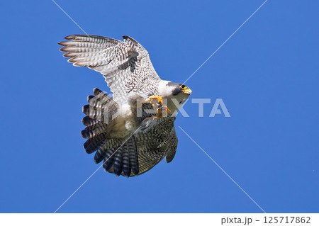 スピードを落として雌の背中に乗ろうとするハヤブサ雄 スピードを落として雌の背中に乗ろうとするハヤブサ雄 125717862