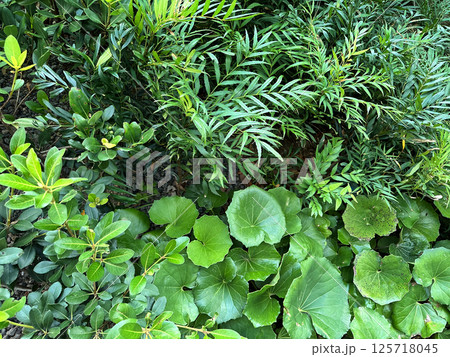 花壇に植えられたマホニアコンフューサ、ウバメガシ、ツワブキ 125718045
