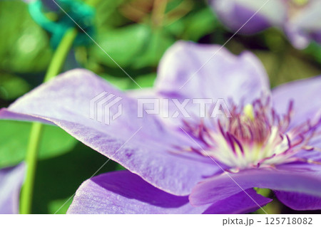 クレマチス☆テッセン 125718082