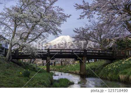 忍野村新名庄川の満開の桜と富士山 忍野村新名庄川の満開の桜と富士山 125718490