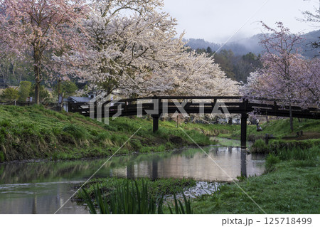 忍野村新名庄川の満開の桜と富士山 忍野村新名庄川の満開の桜と富士山 125718499