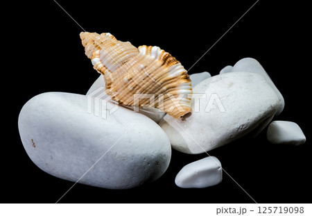 Hairy Triton Shell on White Stones Isolated on Black Background 125719098