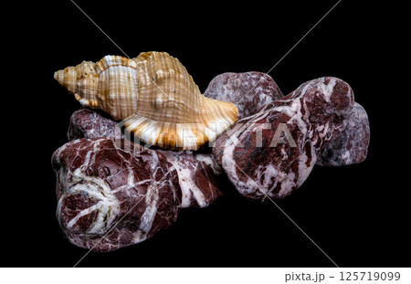 Hairy Triton Shell Amongst Polished Stones on Black Background 125719099