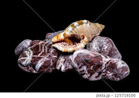 Hairy Triton Shell Amongst Polished Stones on Black Background 125719100