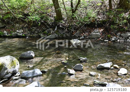 綺麗な森林の川 125719180
