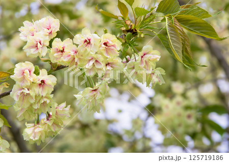 緑の桜「御衣黄」 緑の桜「御衣黄」 125719186
