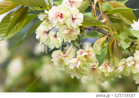 緑の桜「御衣黄」のアップ 125719187