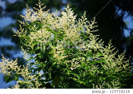 青空に咲き始めたネズミモチの花 125719218