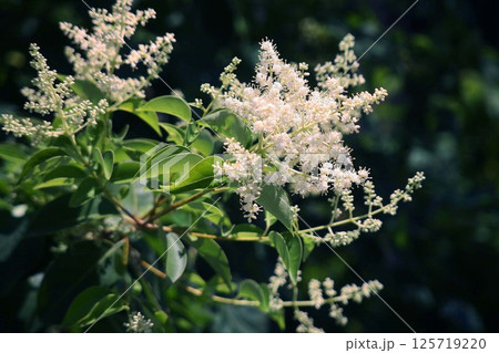 木陰で咲くネズミモチの花 木陰で咲くネズミモチの花 125719220