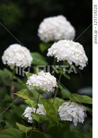 白いアジサイの花 白いアジサイの花 125719228